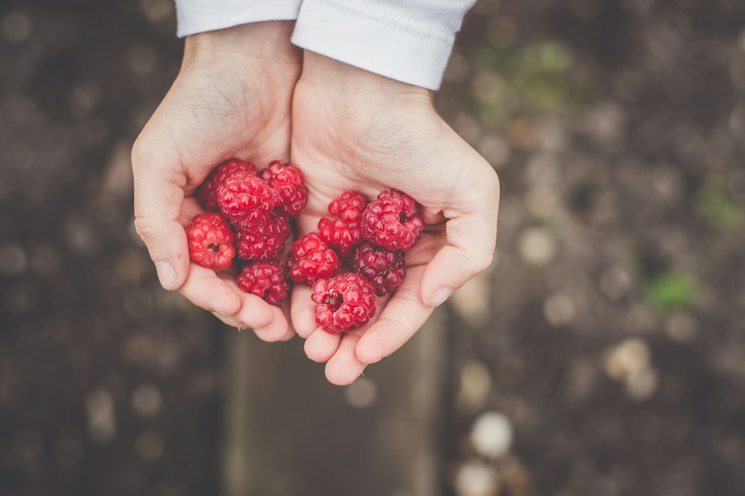 Лесные ягоды в огороде: выращивание и преимущества